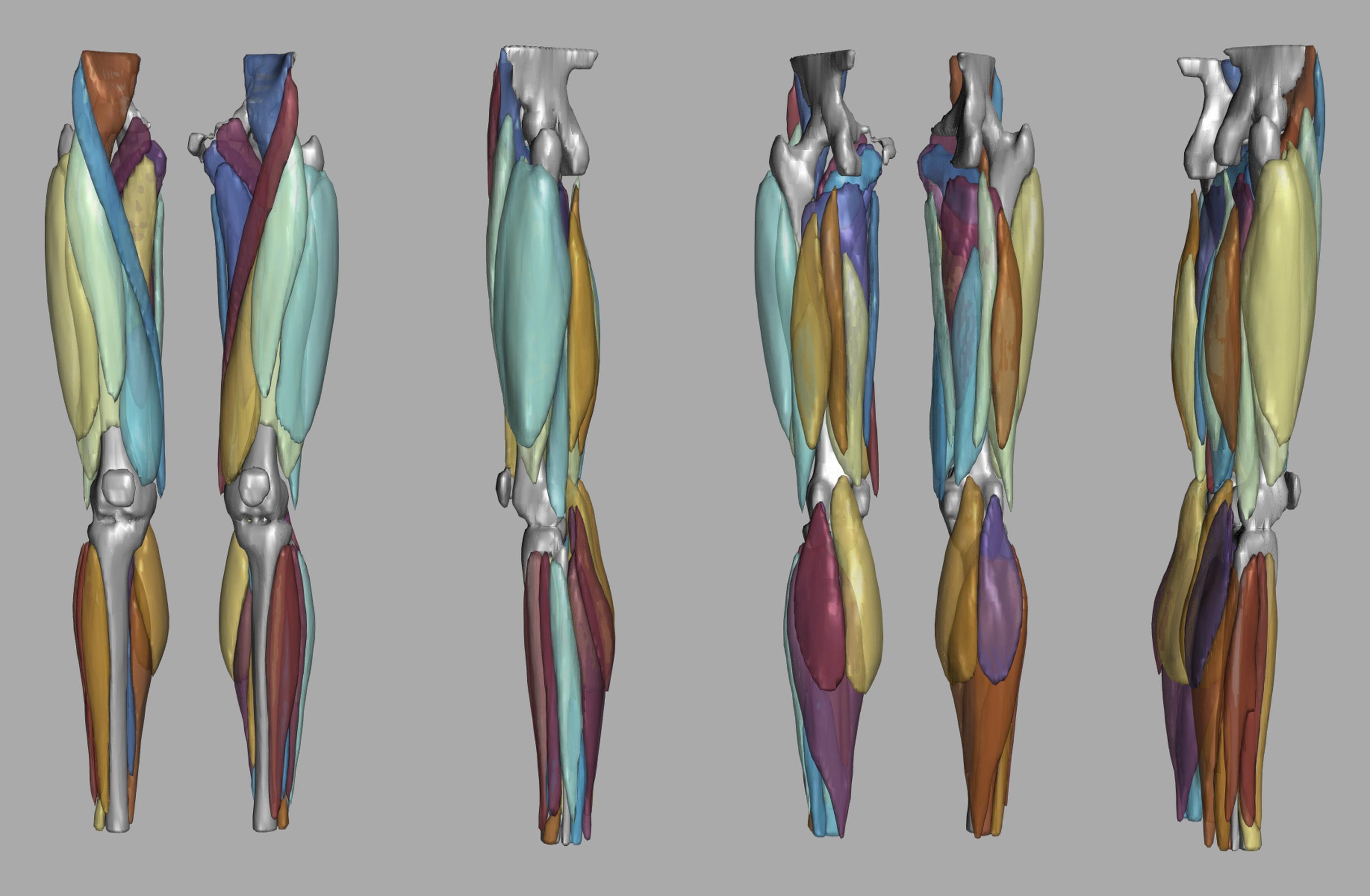 3D render of automated muscle segmentation labels generated using a CNN UNET.